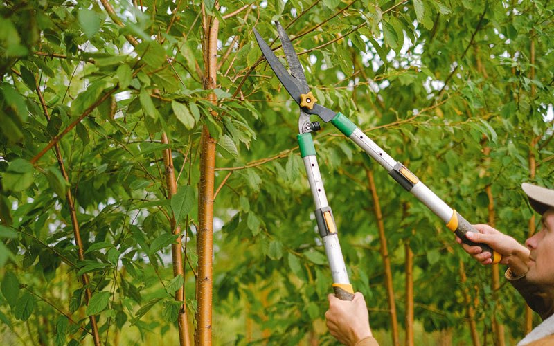 Tree trimming in Kingsville, MO